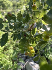 Bursera glabrifolia