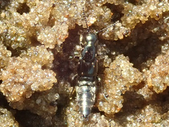 Philonthus caerulescens