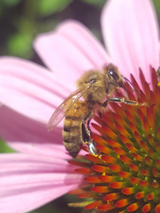 Apis mellifera