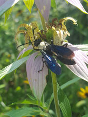 Sphex pensylvanicus