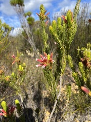 Erica viscaria