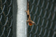 Anolis sagrei