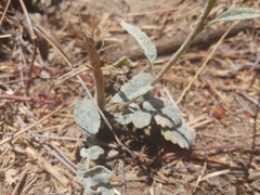 Brickellia nevinii