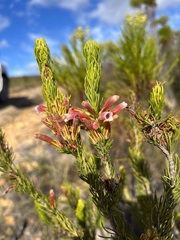 Erica viscaria