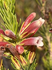 Erica viscaria