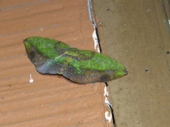 Omiza