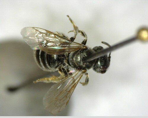 iNaturalist observation photo of Tripartite Sweat Bee