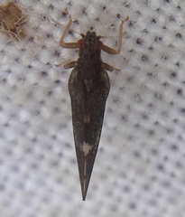 Trichochermes walkeri