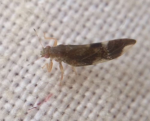 Trichochermes walkeri nuotrauka