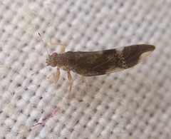 Trichochermes walkeri