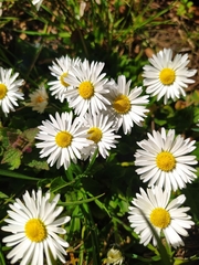 Bellis perennis