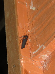 Monosyntaxis trimaculata