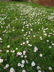 Bellis perennis