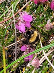 Bombus jonellus
