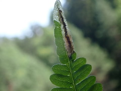 Psychoides verhuella