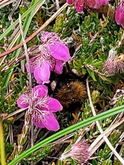 Bombus jonellus