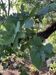 Quercus glaucoides