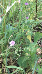 Geranium pyrenaicum