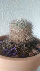 Mammillaria