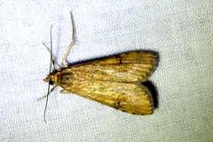 Uresiphita reversalis