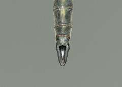 Somatochlora meridionalis