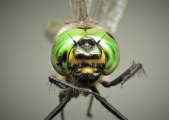 Somatochlora meridionalis