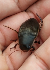 Dytiscus semisulcatus