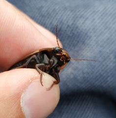 Dytiscus semisulcatus