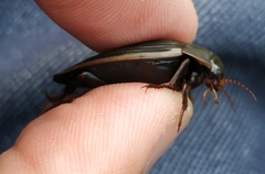 Dytiscus semisulcatus