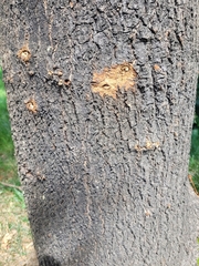 Neoclytus scutellaris