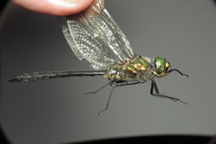 Somatochlora meridionalis