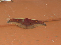 Antheraea assamensis