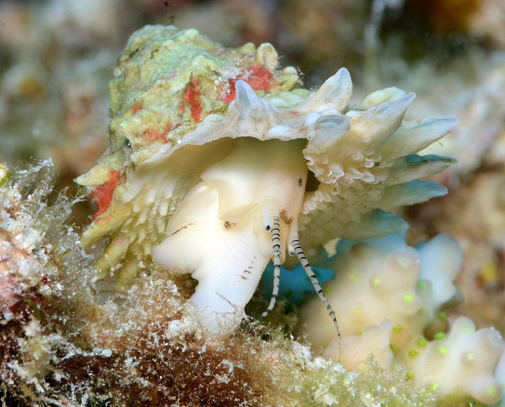 Astralium