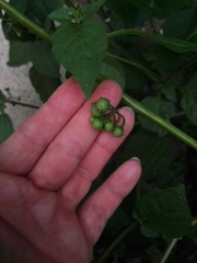 Solanum nigrum