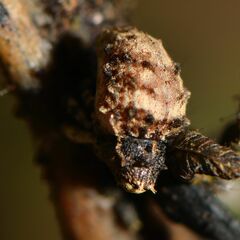 Crisius ornatus