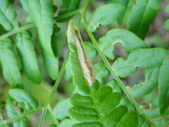 Psychoides verhuella