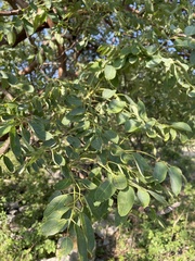 Bursera longipes