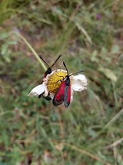 Zygaena purpuralis