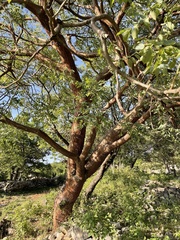 Bursera longipes