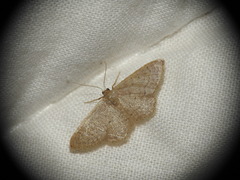 Idaea obsoletaria