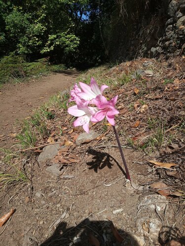 Amaryllis belladonna image