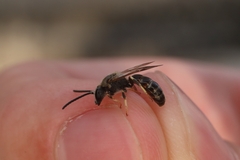 Lasioglossum