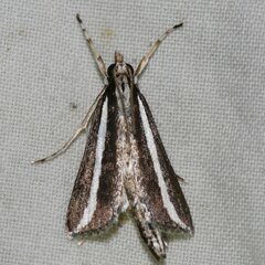 Carectocultus perstrialis