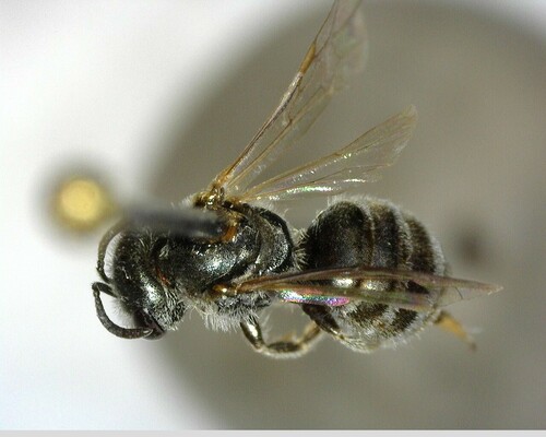 iNaturalist observation photo of Tripartite Sweat Bee