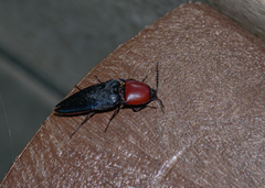 Parallelostethus attenuatus
