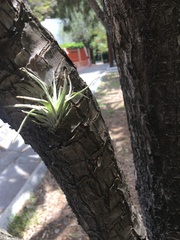 Tillandsia caput-medusae