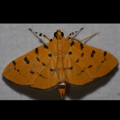 Phaedropsis stictigramma