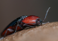 Parallelostethus attenuatus
