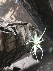 Tillandsia caput-medusae