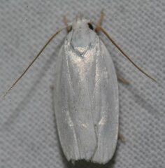 Antaeotricha albulella